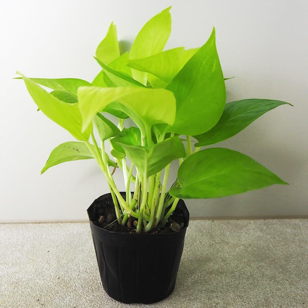 新着商品 非耐寒性常緑つる性多年草 別名 サトイモ科エピプレムヌム属 ライムポトス 2個セット 品種で選べる観葉植物 エピプレムヌム 3号 アウレウム 英名 ライム Pothos ポトス Lime ＩＴＡＮＳＥ pothos