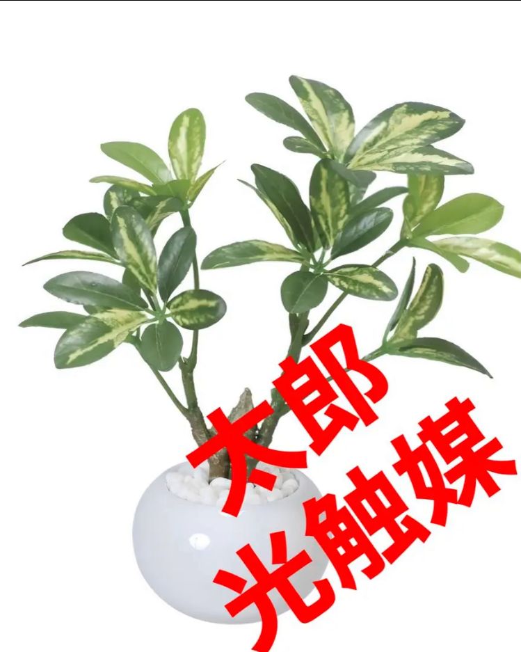 光触媒 人工観葉植物 ウォールグリーン フェイクグリーン シェフレアajt-