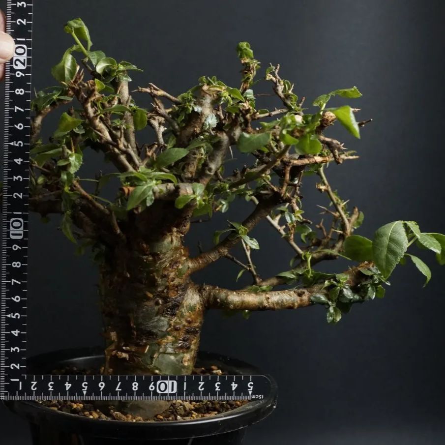 コミフォラ インシサ Commiphora incisa 塊根植物 灌木盆栽