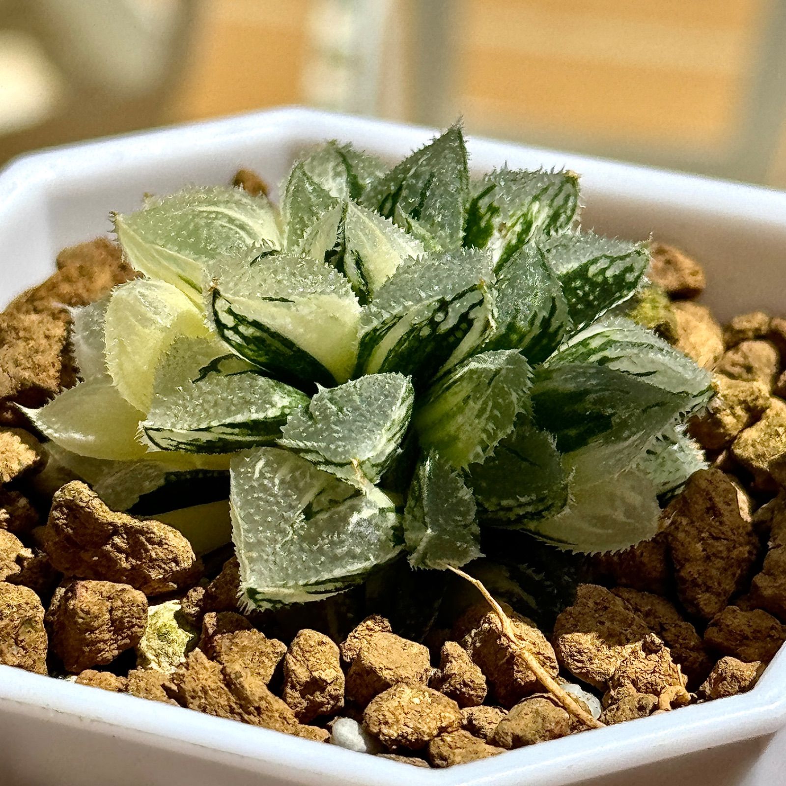 多肉植物 観葉植物 ハオルチア ハオルシア 新氷砂糖錦群生 極上