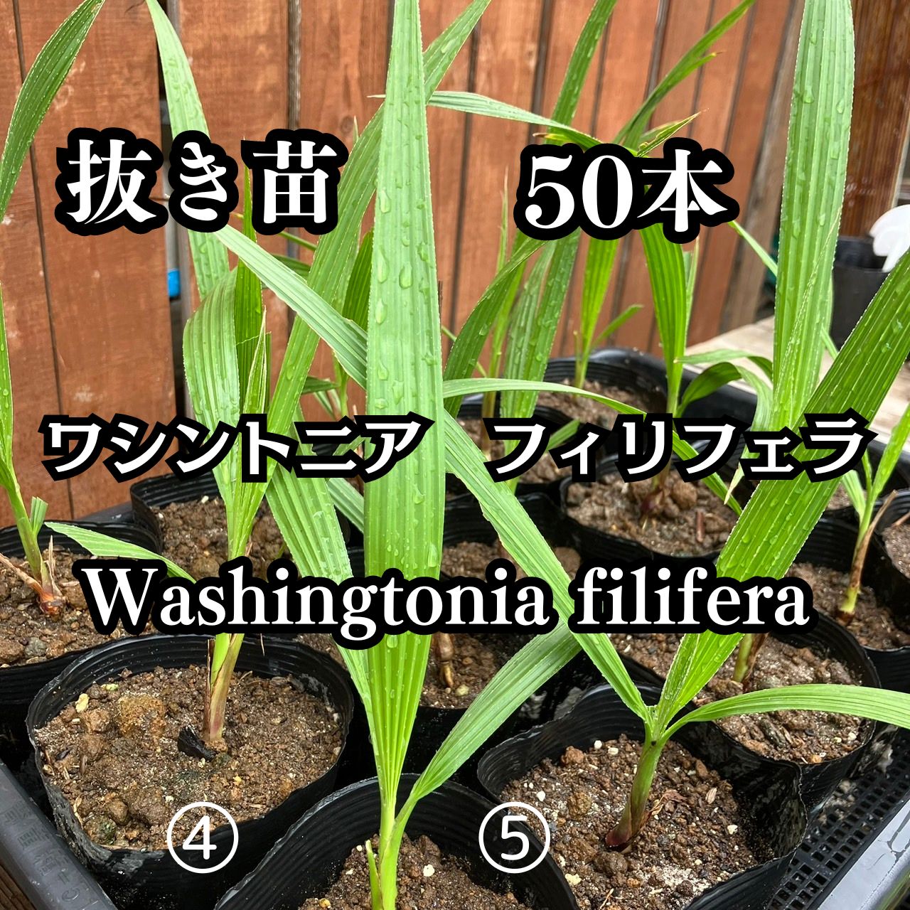 抜き苗】50本 ワシントンヤシ ワシントニア フィリフェラ Washingtonia