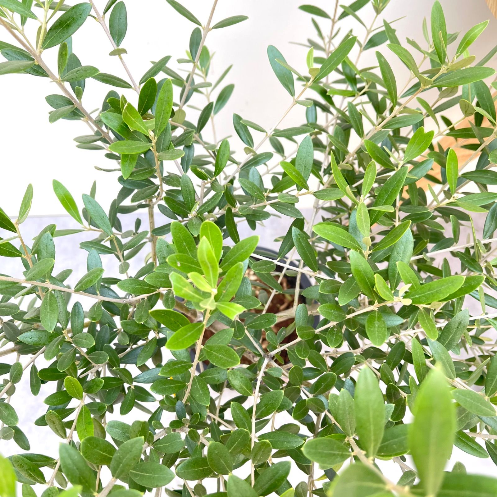 現品 観葉植物