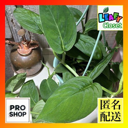 観葉植物 モンステラ 2224 3.5号吊り鉢(個体おまかせ1鉢