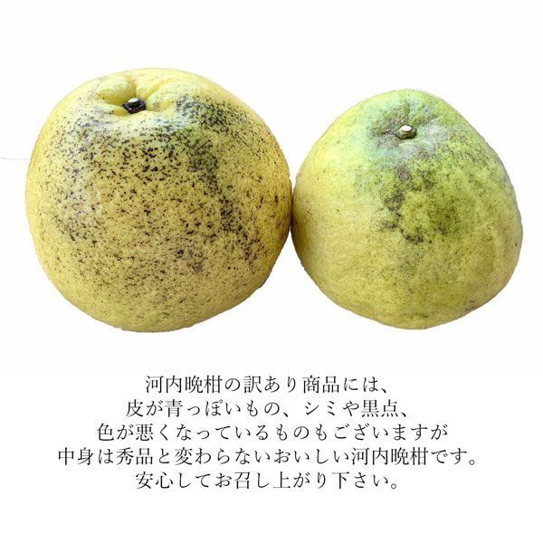 愛媛 河内晩柑
