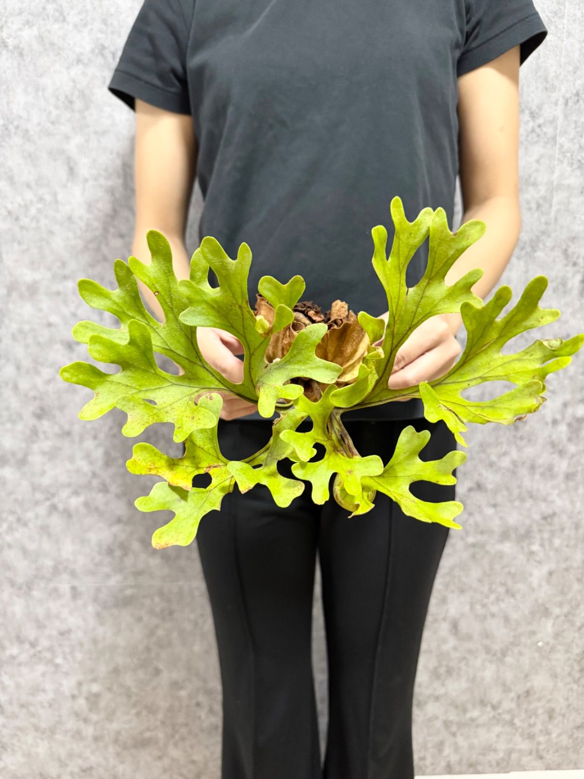 P.Ridleyi フラワー・ガーデニング 輸入直後新鮮株【Mサイズ】B37 ▽P