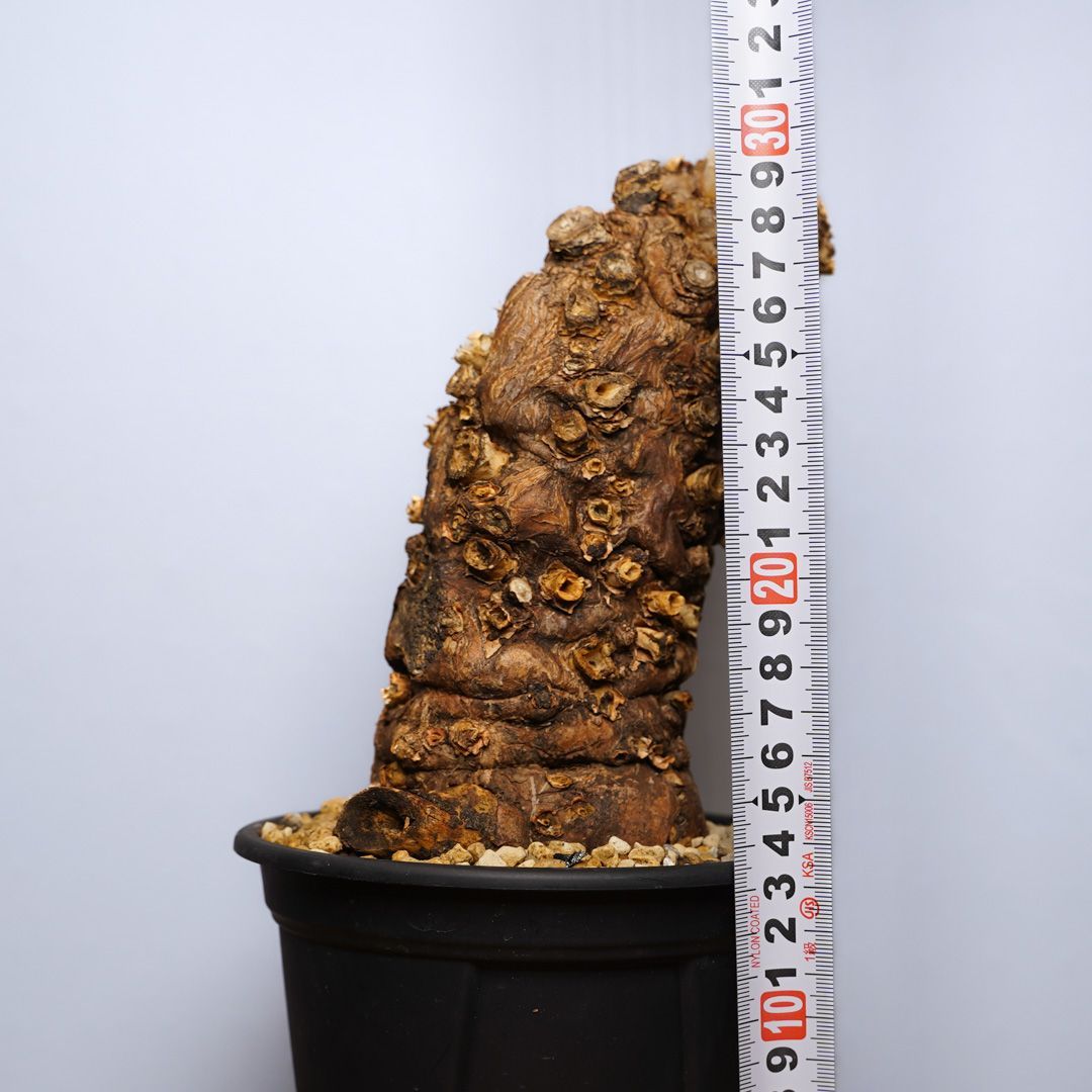 F2 ユーフォルビア