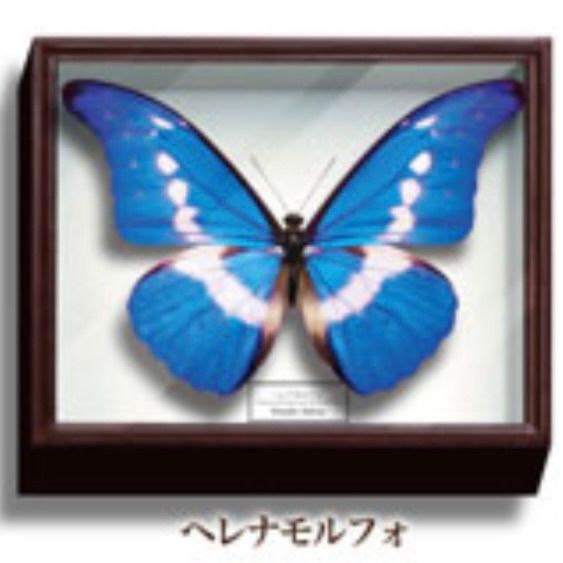 蝶　標本箱(ドイツ製)　セット⑲ 61-UfEJvgqL._UF350,350_QL50_.jpg