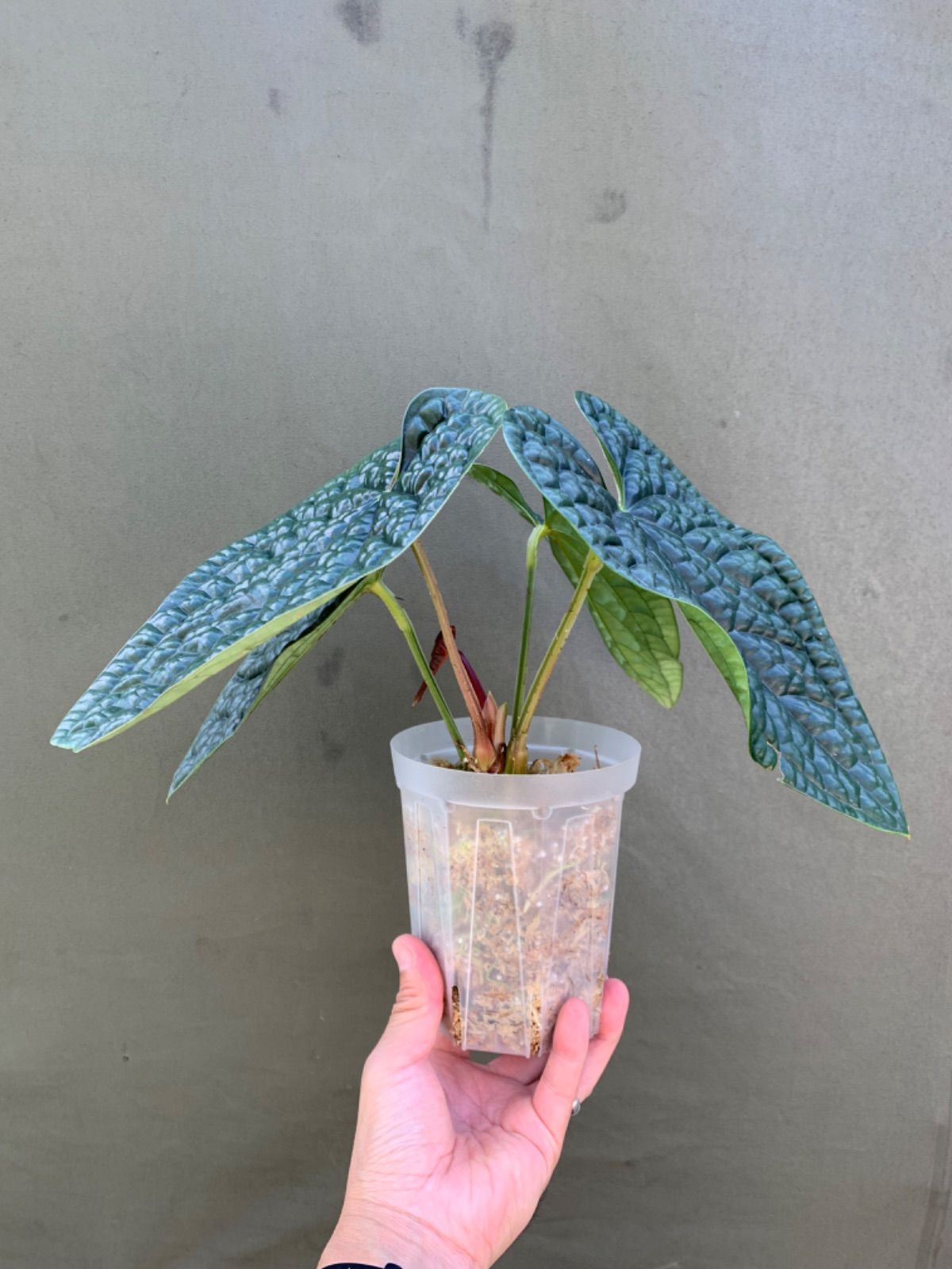 ［現品］5番　エバーフレッシュ　曲がり　8号　観葉植物　室内　大型　おしゃれ saisyokukenbi_rg130001