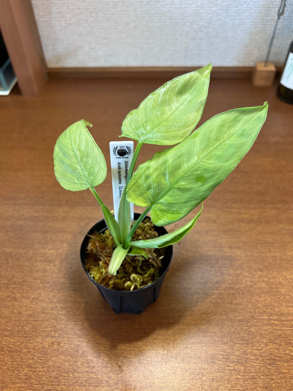 Schismatoglottis sp. 