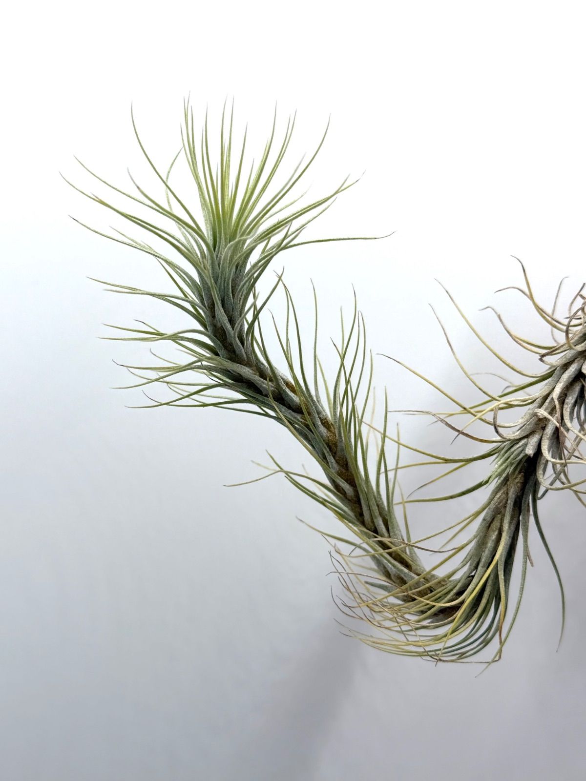 ドミンゴ フンキアナ（Tillandsia Domingo's Funckiana） チランジア