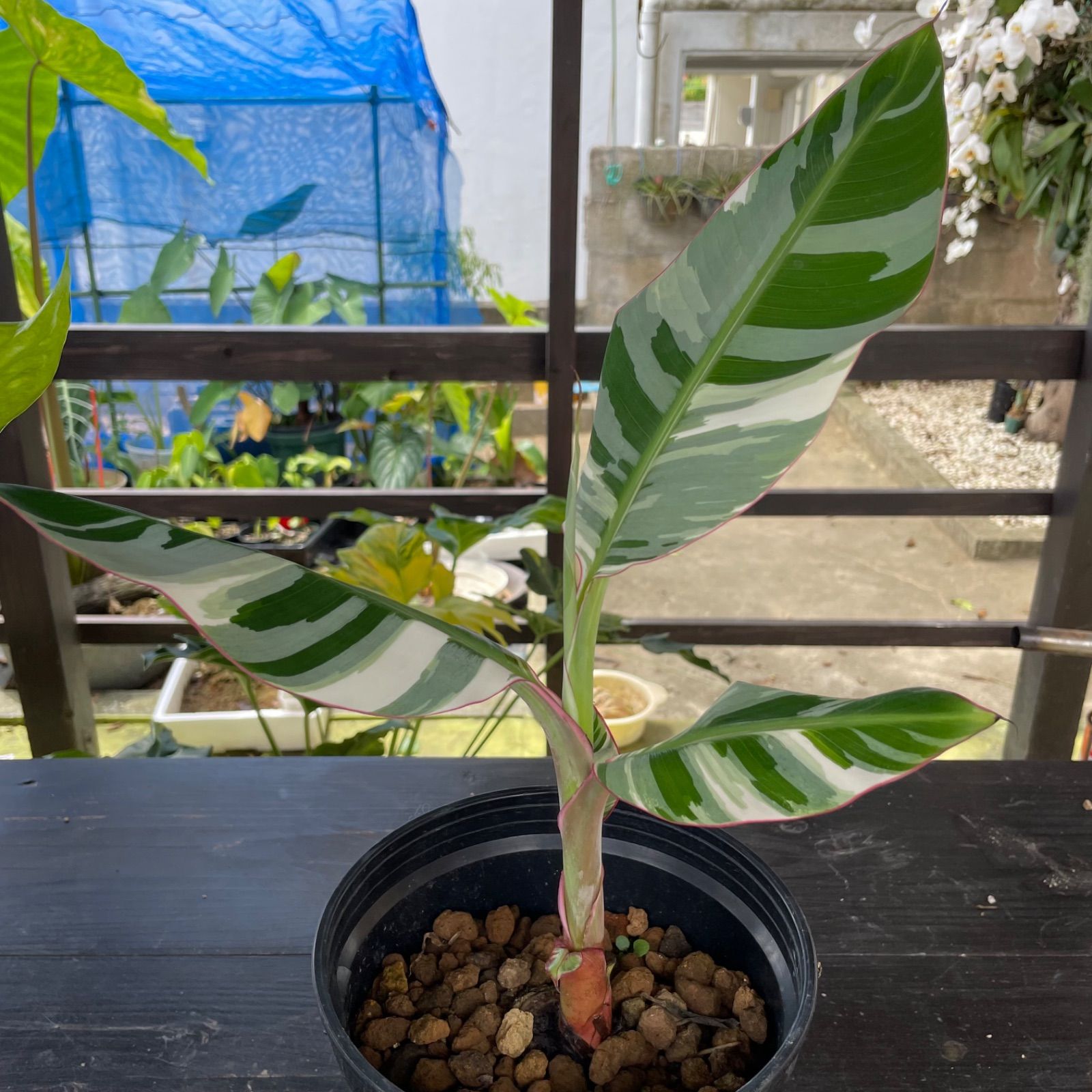 バナナ斑入り　アエアエ 美株 Amazon｜斑入りバナナ ムサ アエアエ(Musa Aeae) 斑入りバナナ