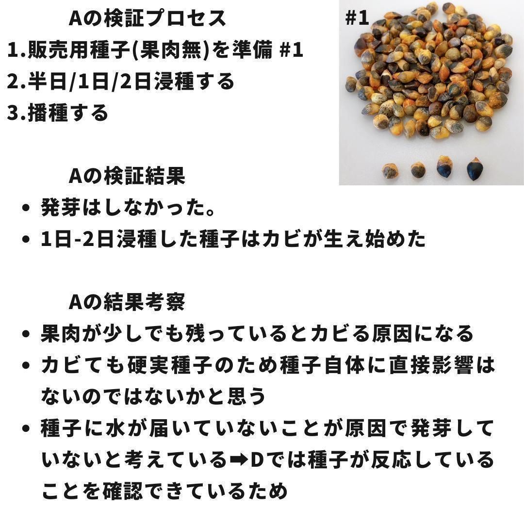 種子】コミフォラ モンストローサ /セット割あり 数量5粒から