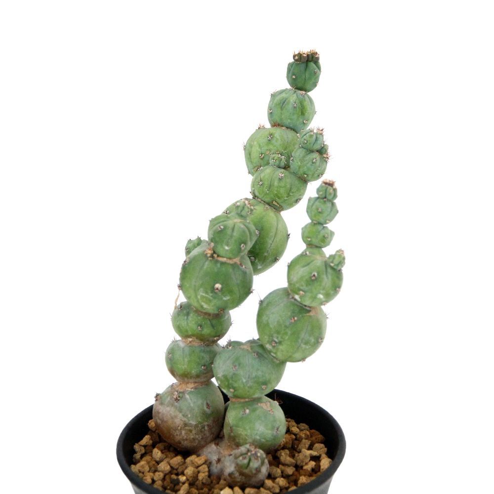 ミルチロカクタス ゲオメトリザン ミューテーション ３号 １鉢 358314