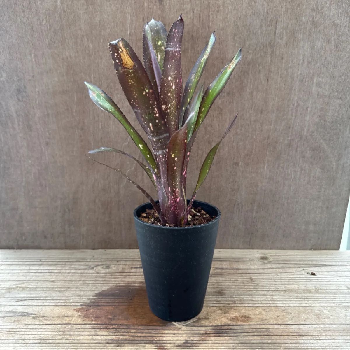 ビルベルギア・ビードルマン Billbergia 'Beadleman' パイナップル科 ツツアナナス属 現品 観葉植物 観葉 植物 珍奇植物 珍奇  珍しい レア 希少 タンクブロメリア - メルカリ