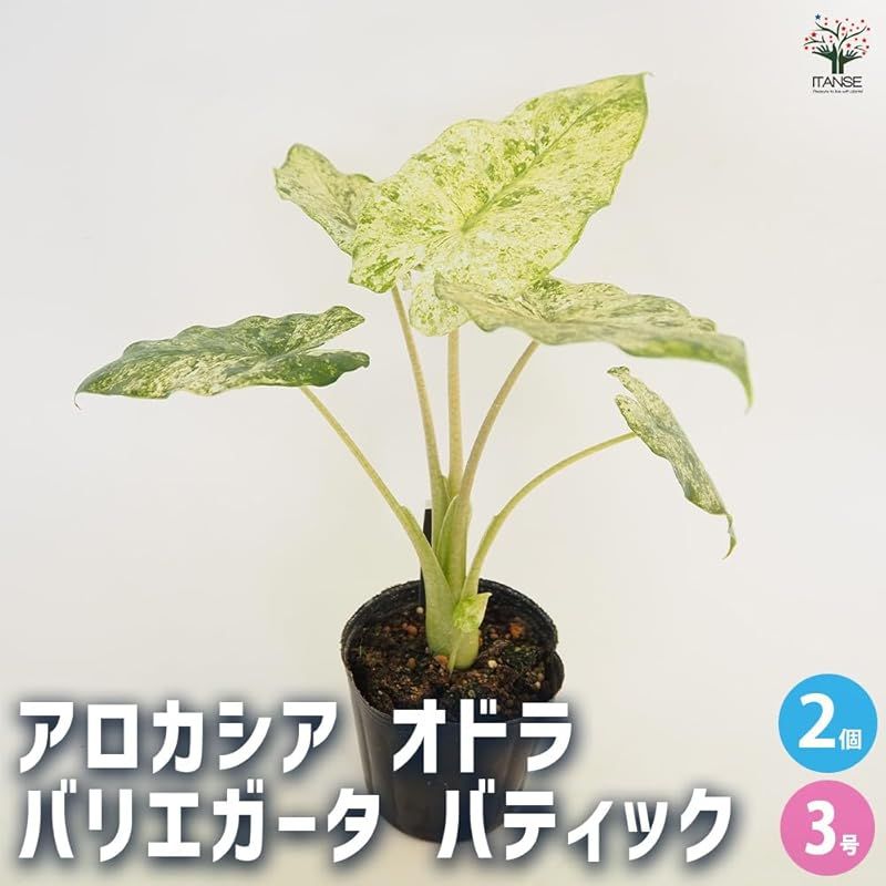ITANSE アロカシア オドラ バリエガータ 3号 2個セット 品種で選べる観葉植物 学名 Alocasia odora Variegata サトイモ科アロカシア属 常緑多年草 別名 クワズイモ 斑入り 緑葉に不規則に入る白やクリーム色の斑が特