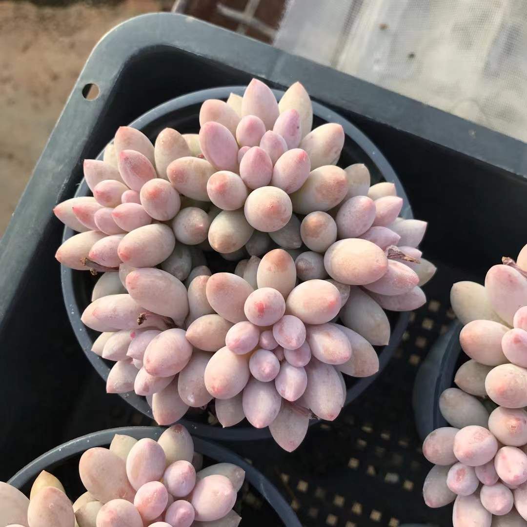 SKL1222×36 ベビーサインガーマルチ 抜き苗 多肉植物 アエオニウム エケベリア 韓国苗