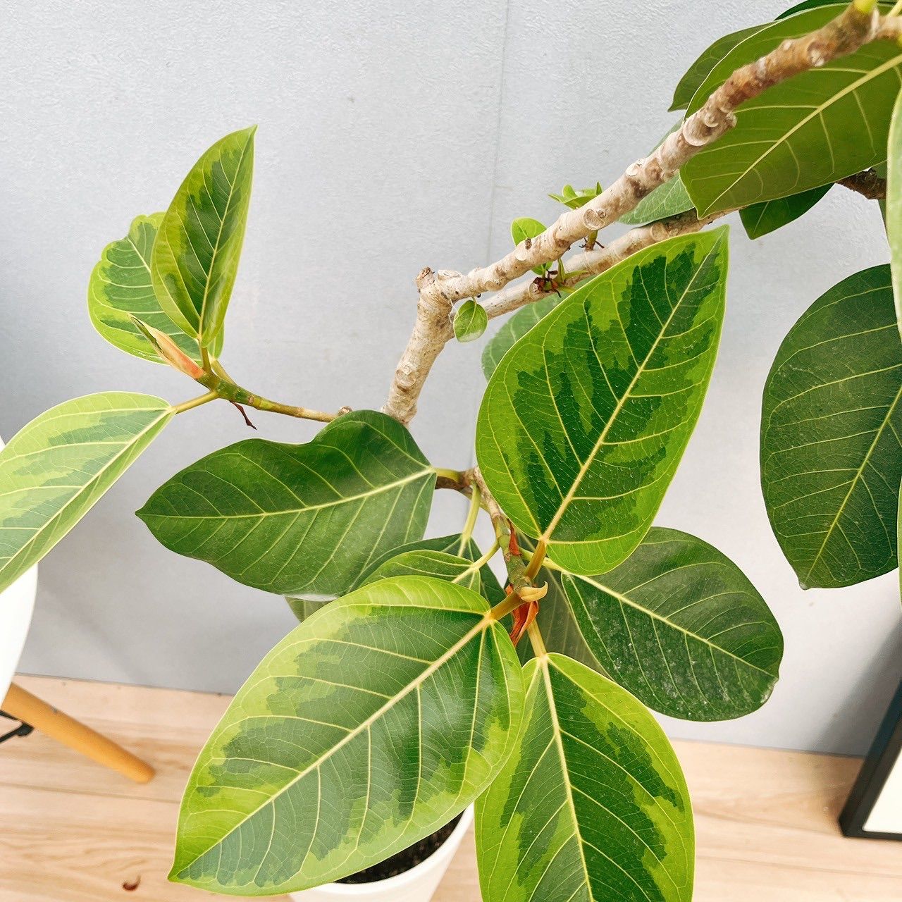現品］95番 フィカス アルテシマ 曲がり 8号 観葉植物 室内 ゴム