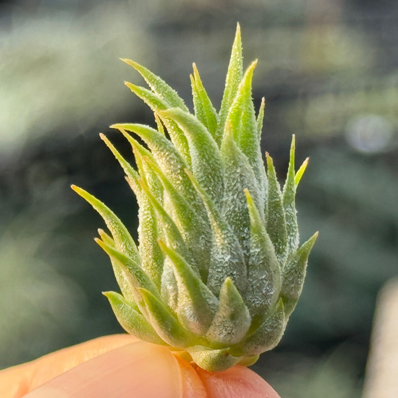 ブロメリア・エアープランツ Tillandsia ionantha 'Peanut'Rosita