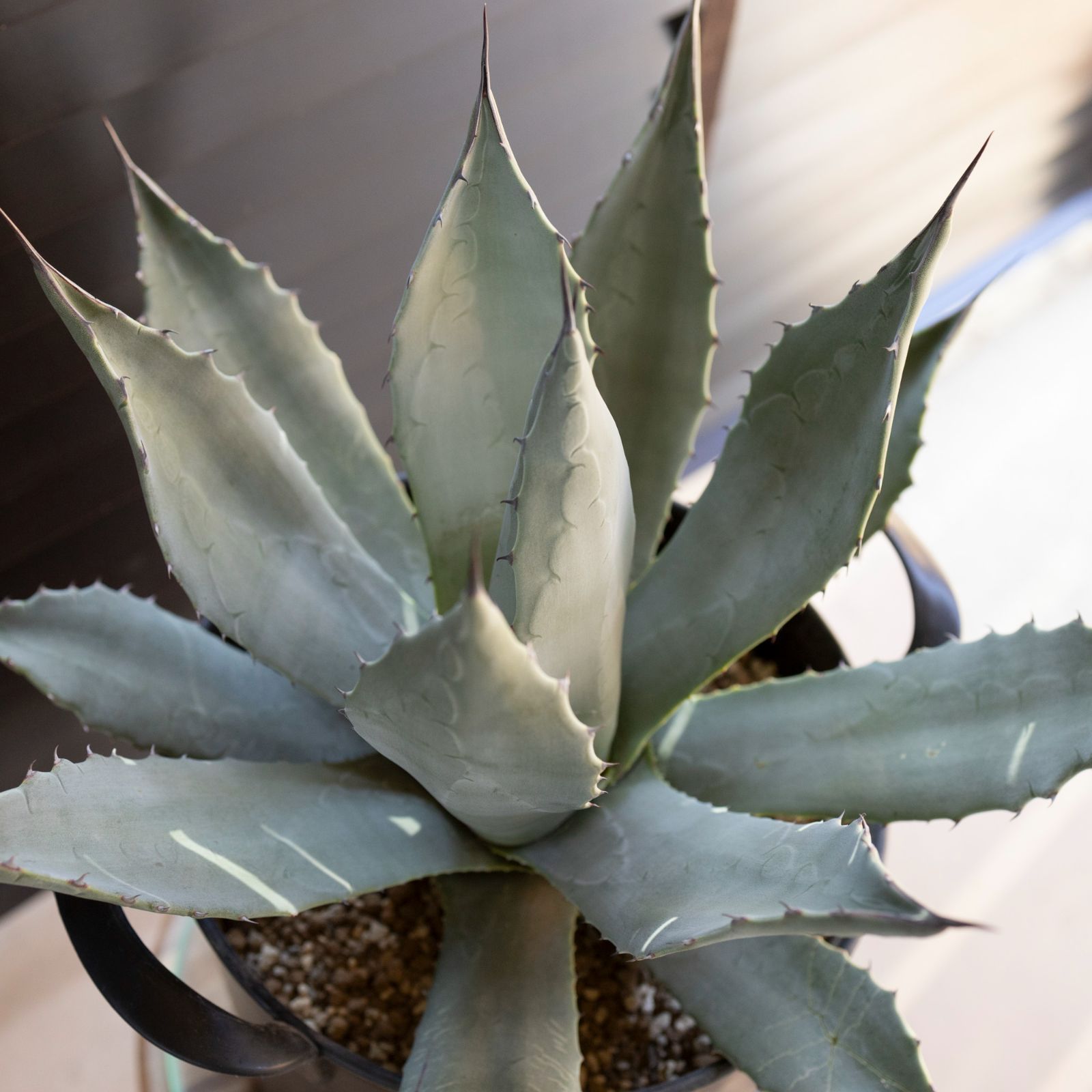 N PLANTS | Agave parryi neomexcana variegate 'Sunspot' 5年程
