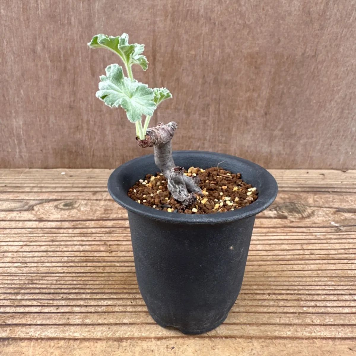 ペラルゴニウム ミラビレ② 現品 Pelargonium mirabile 観葉植物