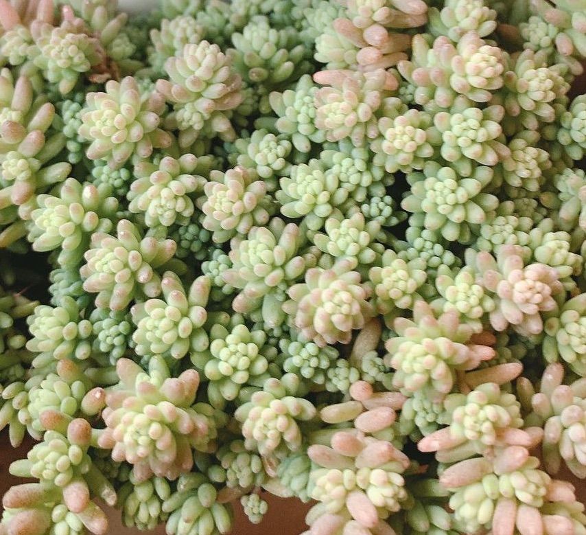 おまけ増量！】多肉植物 セダム カット苗 ミルキーウェイ ミルクージュ