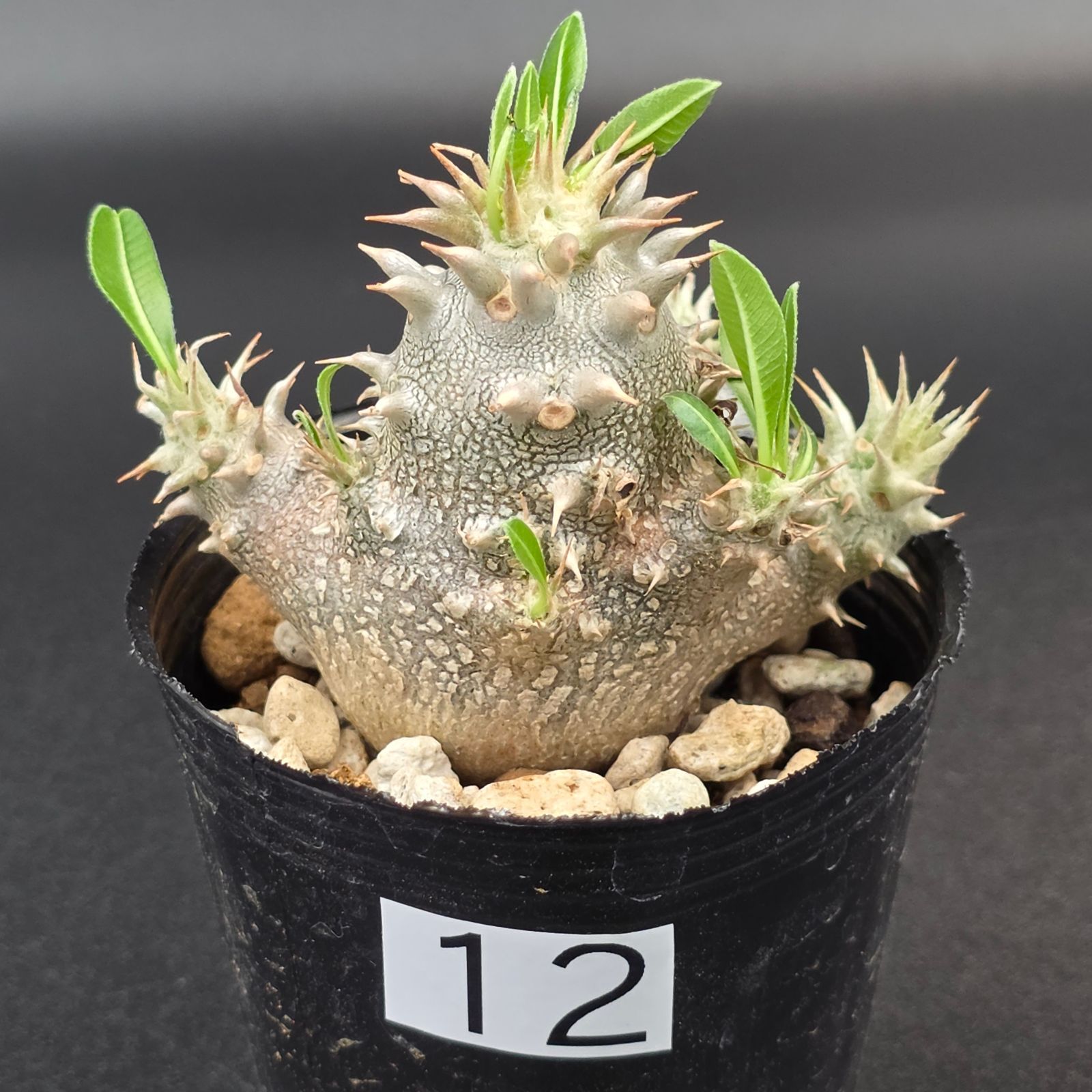 恵比寿大黒 パキポディウム デンシカウレ 実生 - メルカリ