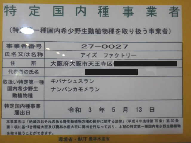 斑入り アネクトキルス