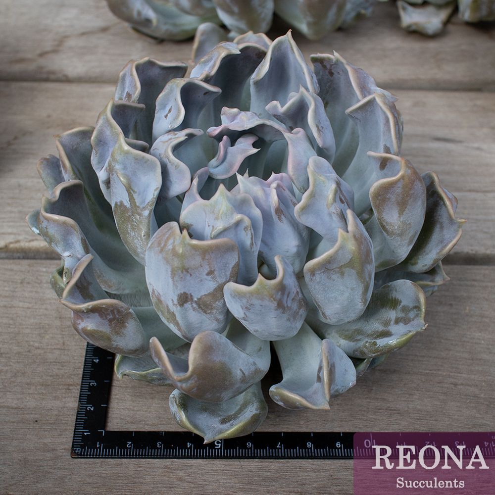スリラーパール☆エケベリア 多肉植物 輸入苗 1951Usajiiの