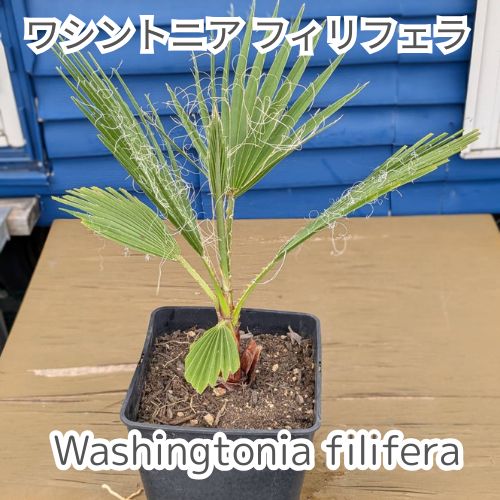 8号鉢】【鉢ごと発送】ワシントンヤシ ワシントニアフィリフェラ