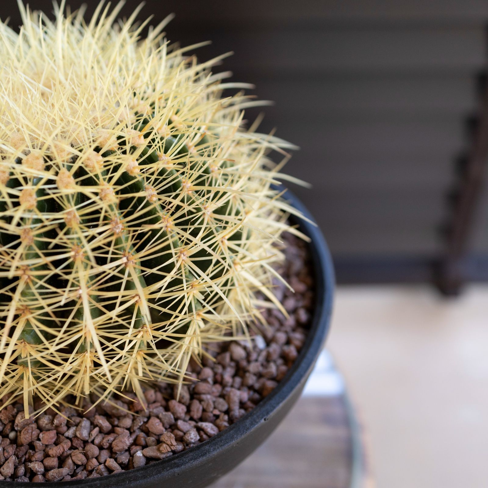 24cm 金鯱 サボテン 8号 多肉植物 ドライガーデン キンシャチ 金