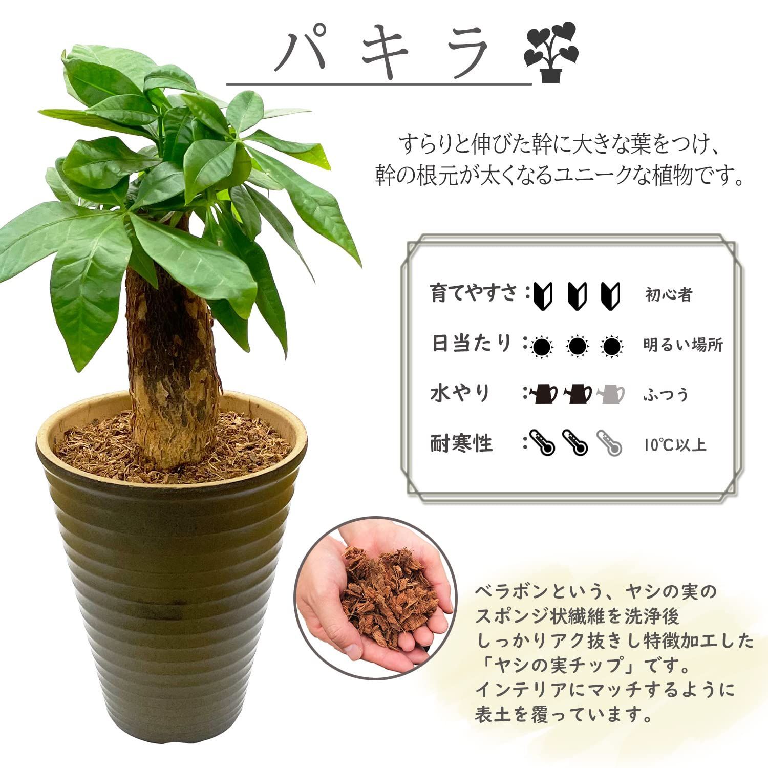 植物 観葉
