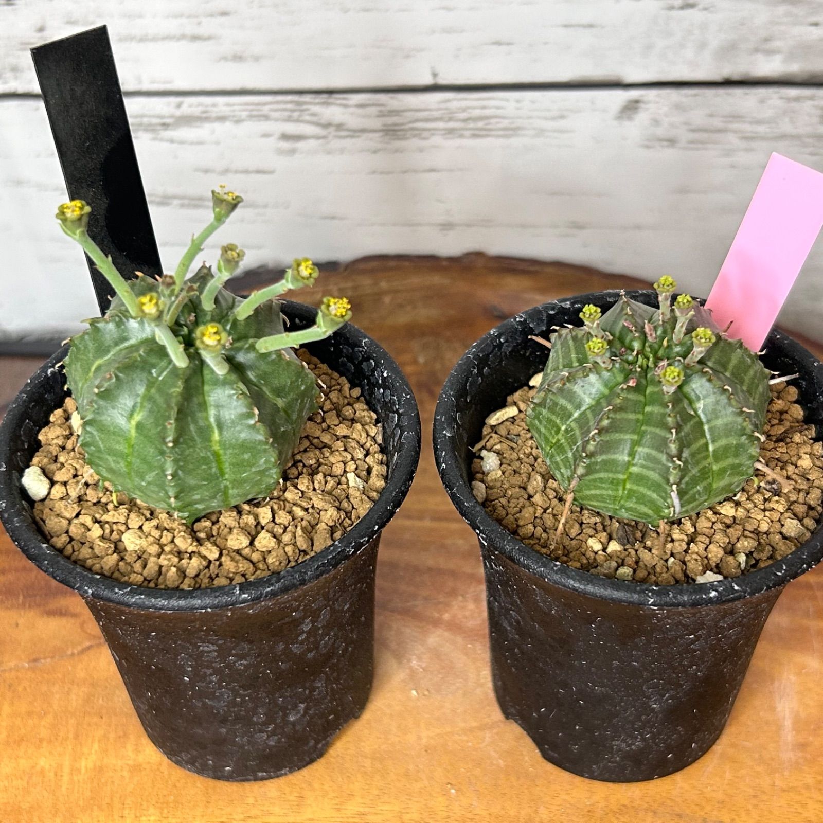 メルカリ便発送☆多肉植物 ユーフォルビア バリダ(実生苗です) 多肉植物：ユーフォルビア バリダ*SS 幅3.5cm ☆赤松実生