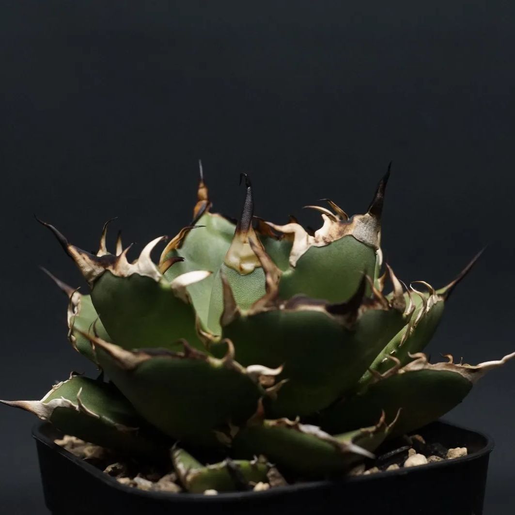 【美株】アガベ チタノタ ハデス 黒帝斯 Hades中株 ※鉢のまま発送 美株】アガベ チタノタ ハデス 黒帝斯 Hades中株 ※鉢のまま発送