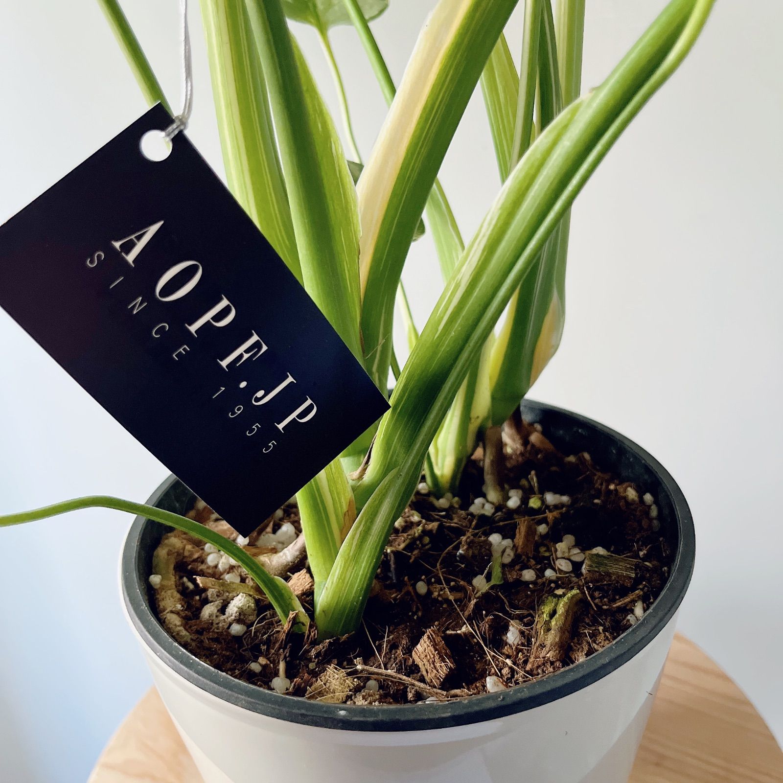 希少 斑入り モンステラ タイコンステレーション 2株植え 観葉植物  