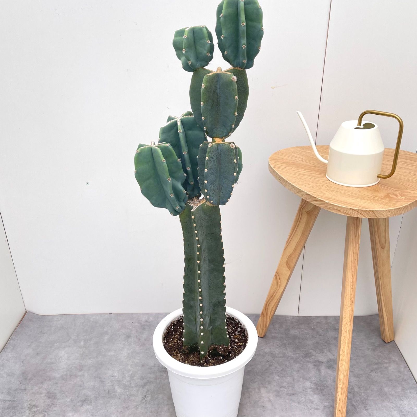 柱サボテン ブランチ 29 現品 観葉植物 室内 ドライガーデン 大型