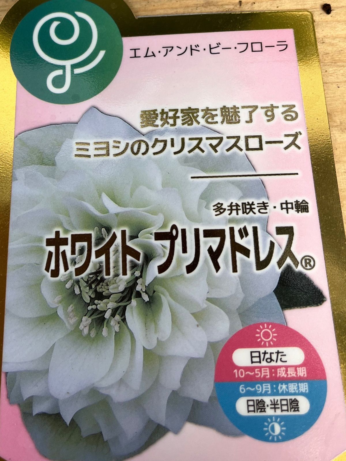 クリスマスローズ苗開花株 ホワイトプリマドレス4号 - Takarazuka