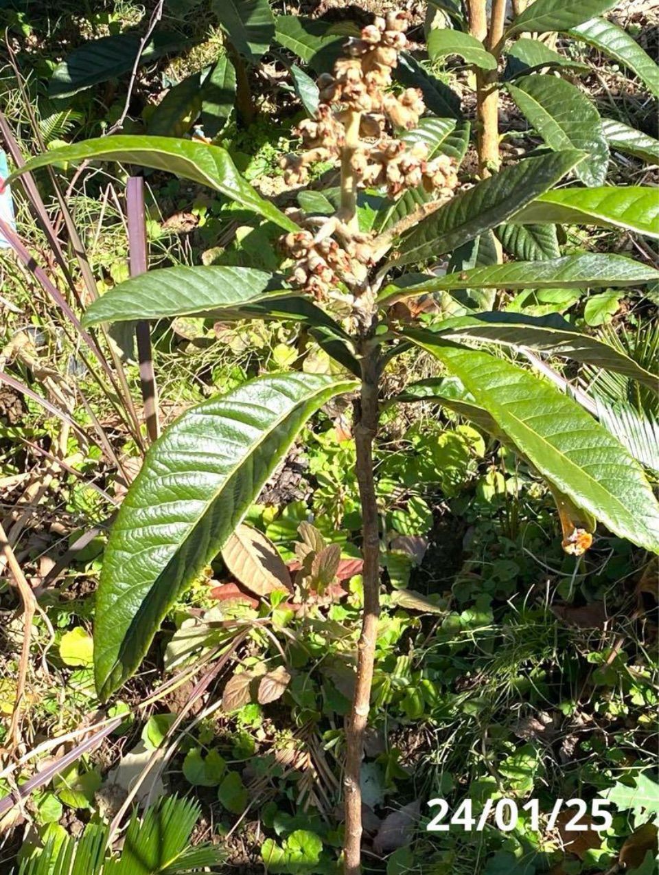 ビワ苗木 大房 接木 自家製酵素栽培 完全無農薬