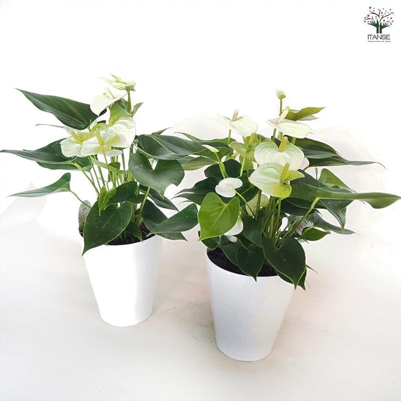 花径は5～6cmほどで 草丈はあまり高くならず