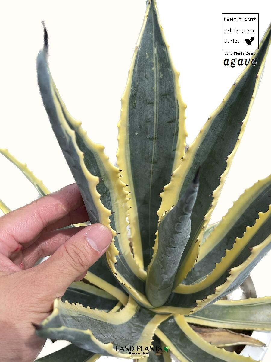 二階堂アガベ（アメリカーナ・バリエガータ）リュウゼツランAgave 二階堂アガベ（アメリカーナ・バリエガータ）リュウゼツラン