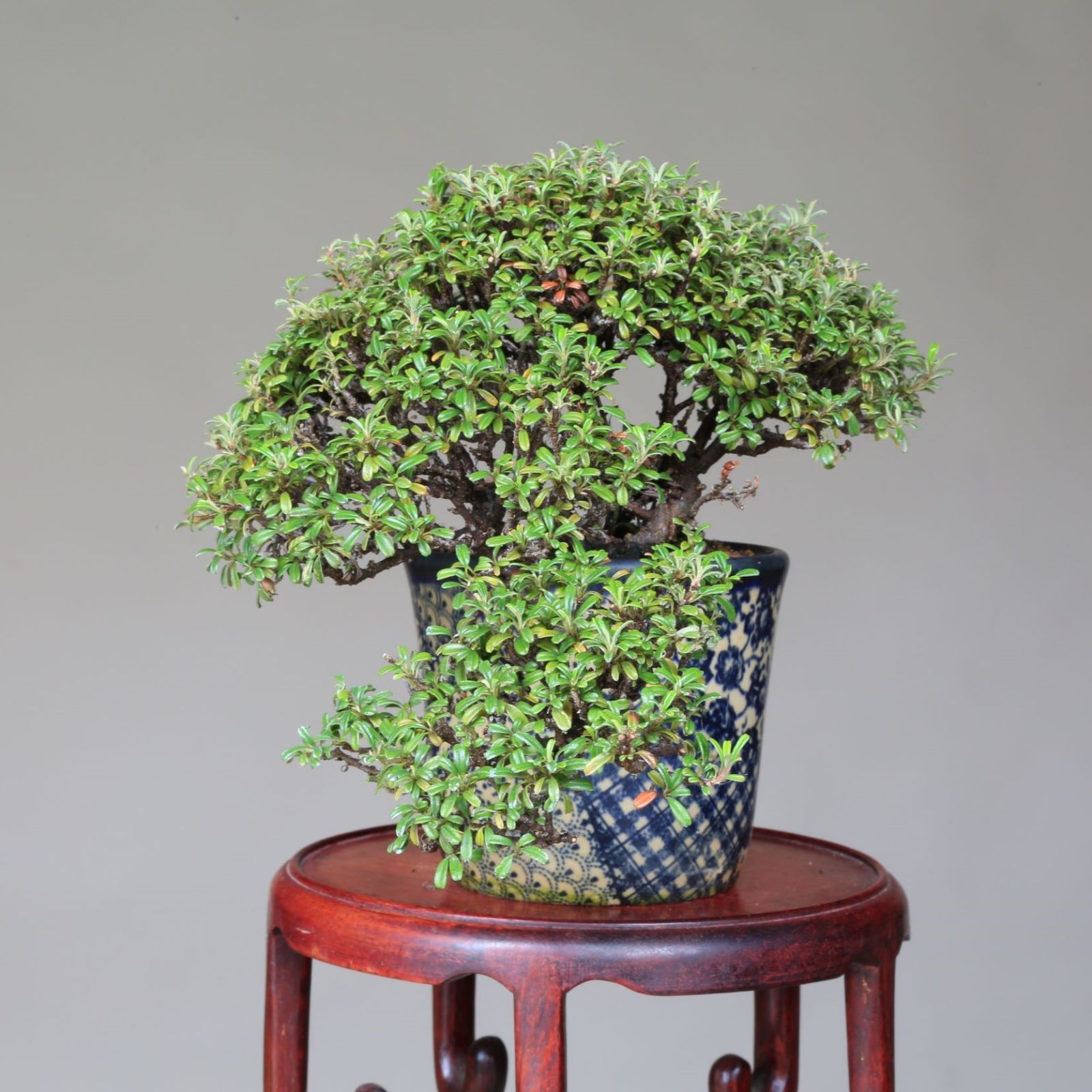 白紫檀 懸崖