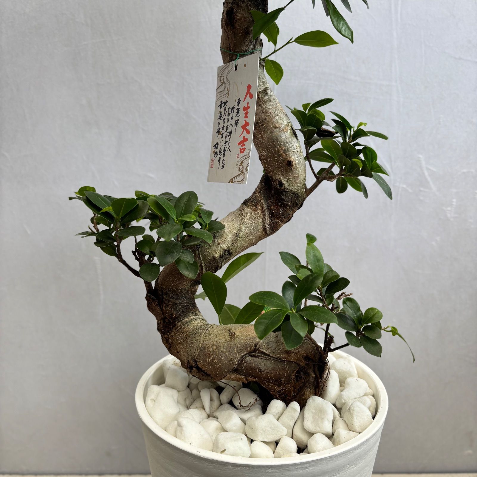 ガジュマル 曲がり 昇り龍 縁起物 開店祝い 観葉植物 - メルカリ