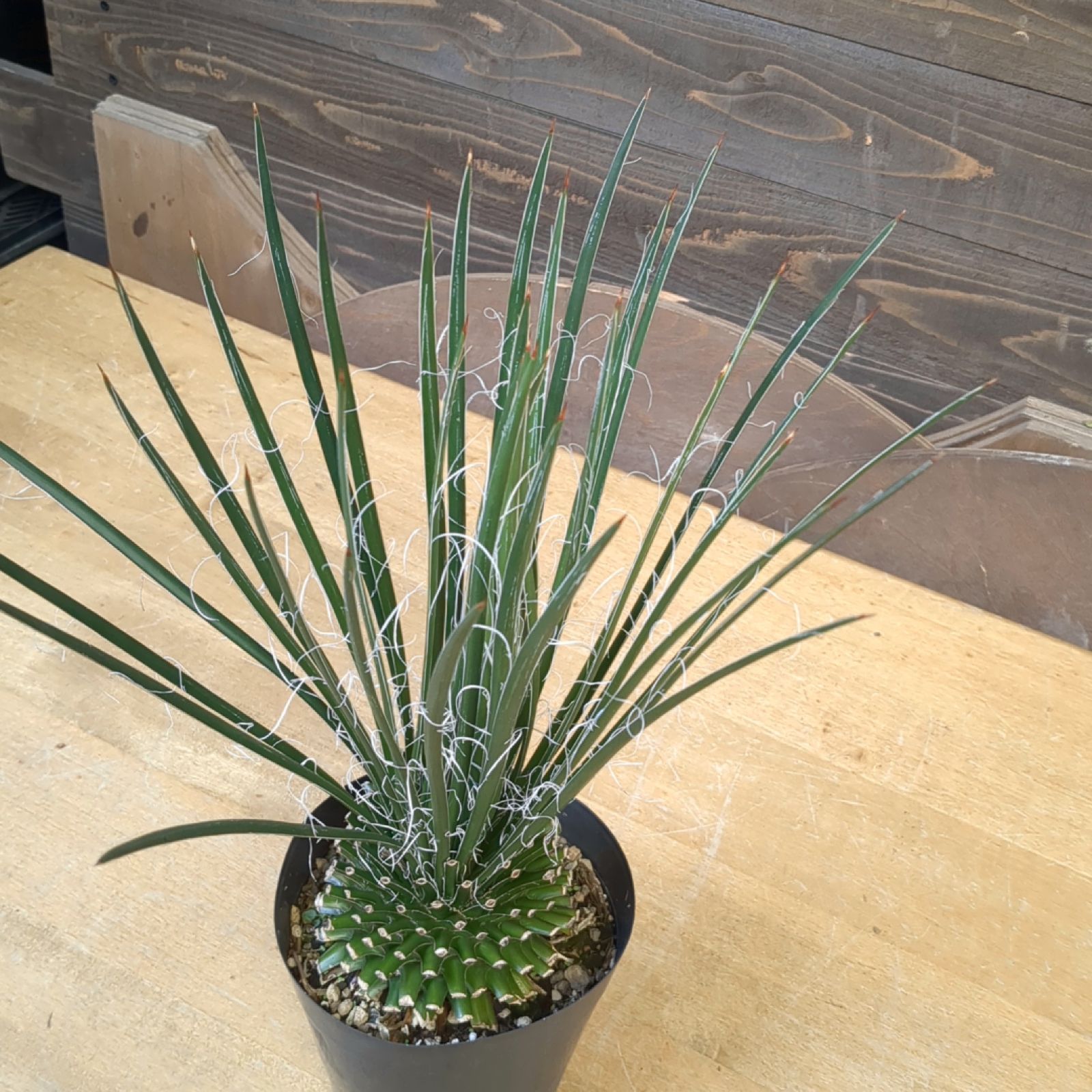 アガベ ジェミニフローラ 【 現品 】美株 指宿産 鉢のまま発送 A
