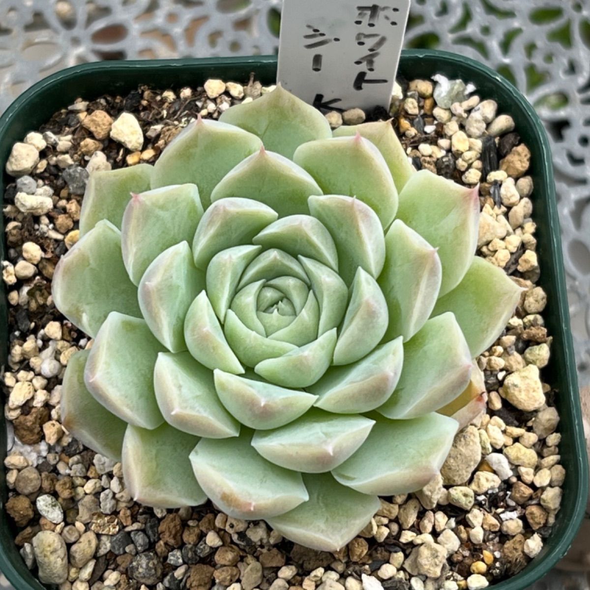 多肉植物 ☘️ ホワイトシー 抜き苗 - メルカリ