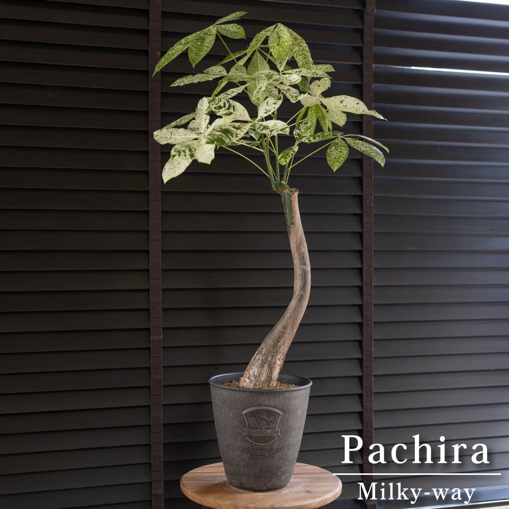 パキラ ミルキーウェイ 6号 斑入り Pachira Milky-way 観葉植物
