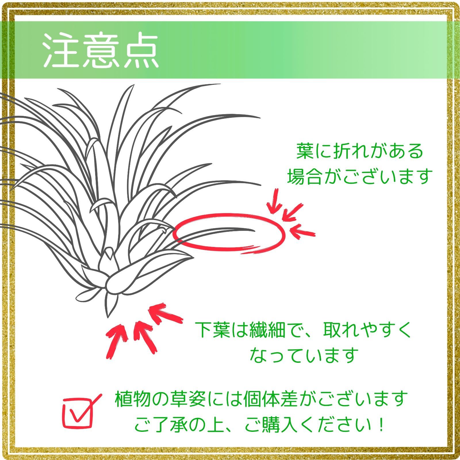 チランジア 【カーリースリム】 エアプランツ エアープランツ