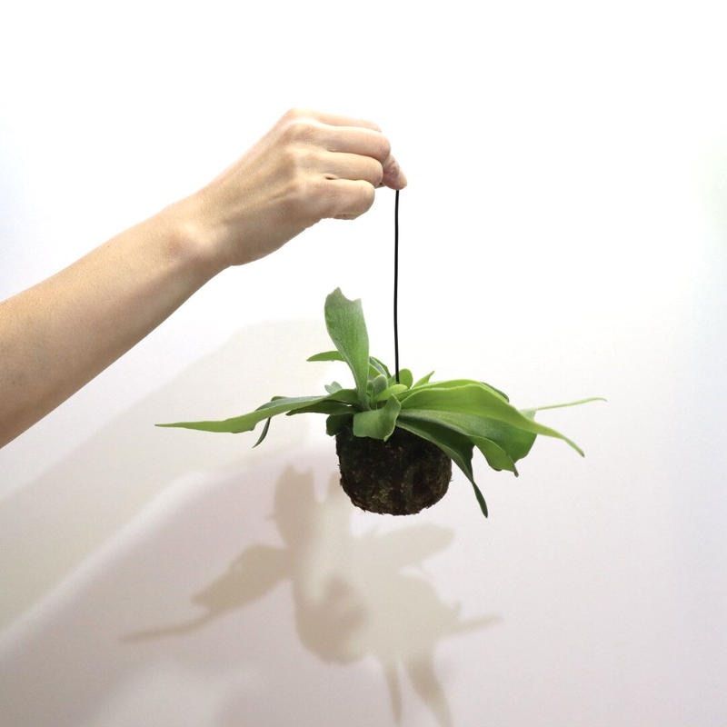188 ビカクシダ ネザーランド 苔玉 ハンギング 観葉植物
