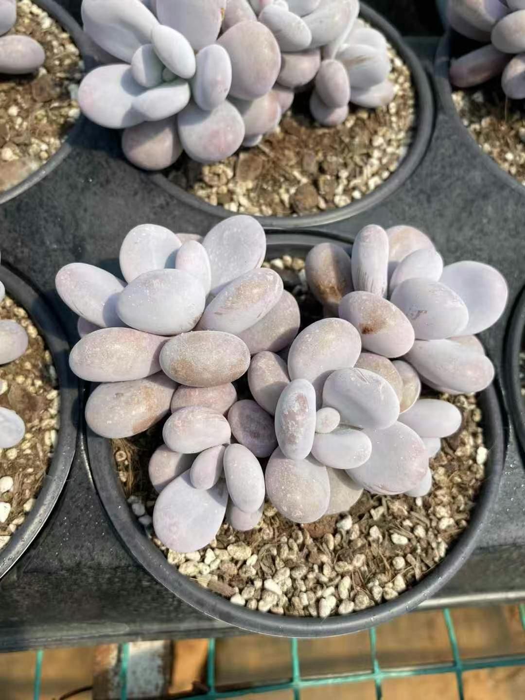 24株の抜き苗セット】モンブラン カラフル 多肉植物 佐川急便