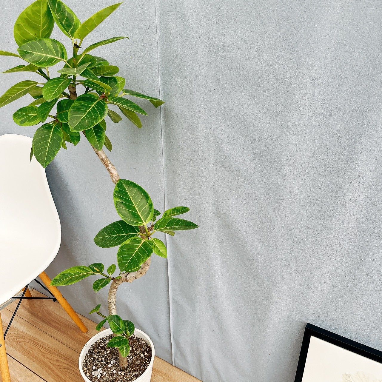 ［現品］13番　フィカス　アルテシマ　曲がり　8号　観葉植物　おしゃれ　ゴムの木 現品］☆人気☆ 3番 フィカス アルテシマ 曲がり 8号 観葉植物