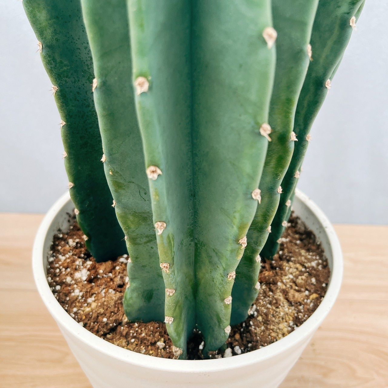 現品］5番 柱サボテン 鬼面角 3本立て 7号 観葉植物 多肉植物 鉢