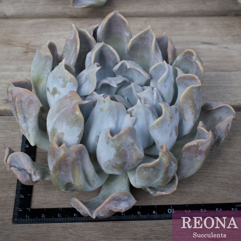 スリラーパール☆エケベリア 多肉植物 輸入苗 1951Usajiiの